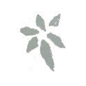 Natura Sanat Artemisia Vulgaris / Viscum Album, 1000 milliliter