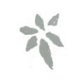 Lemongrass India 500 milliliter - Cruydhof